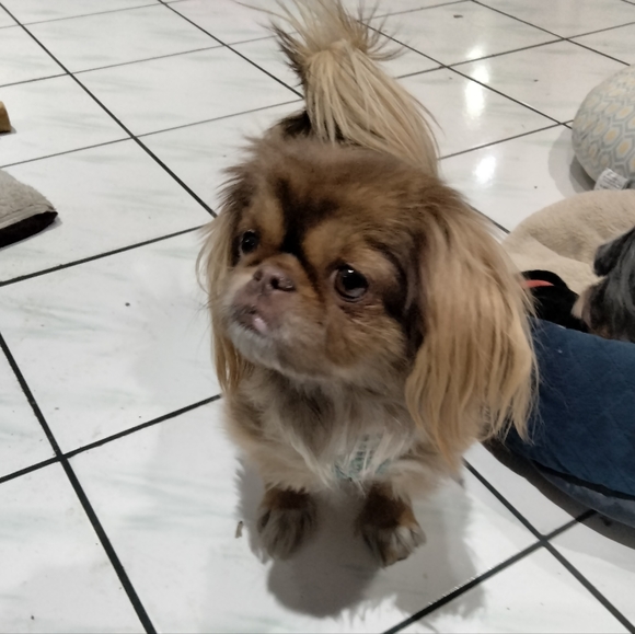 Meet your Posher, Diane - Picture 4 of 4